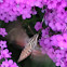 Hummingbird moth