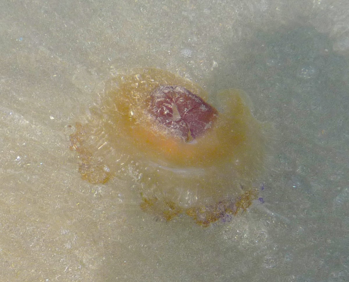 Medusa aguacuajada, acalefo encrespado o medusa de huevo frito