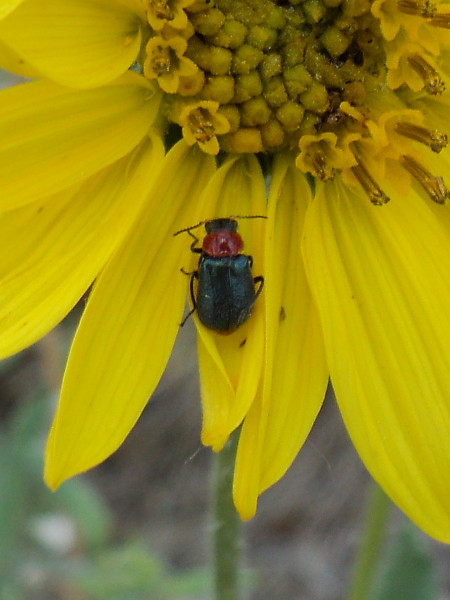 Spinich Flea Beetle