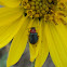 Spinich Flea Beetle