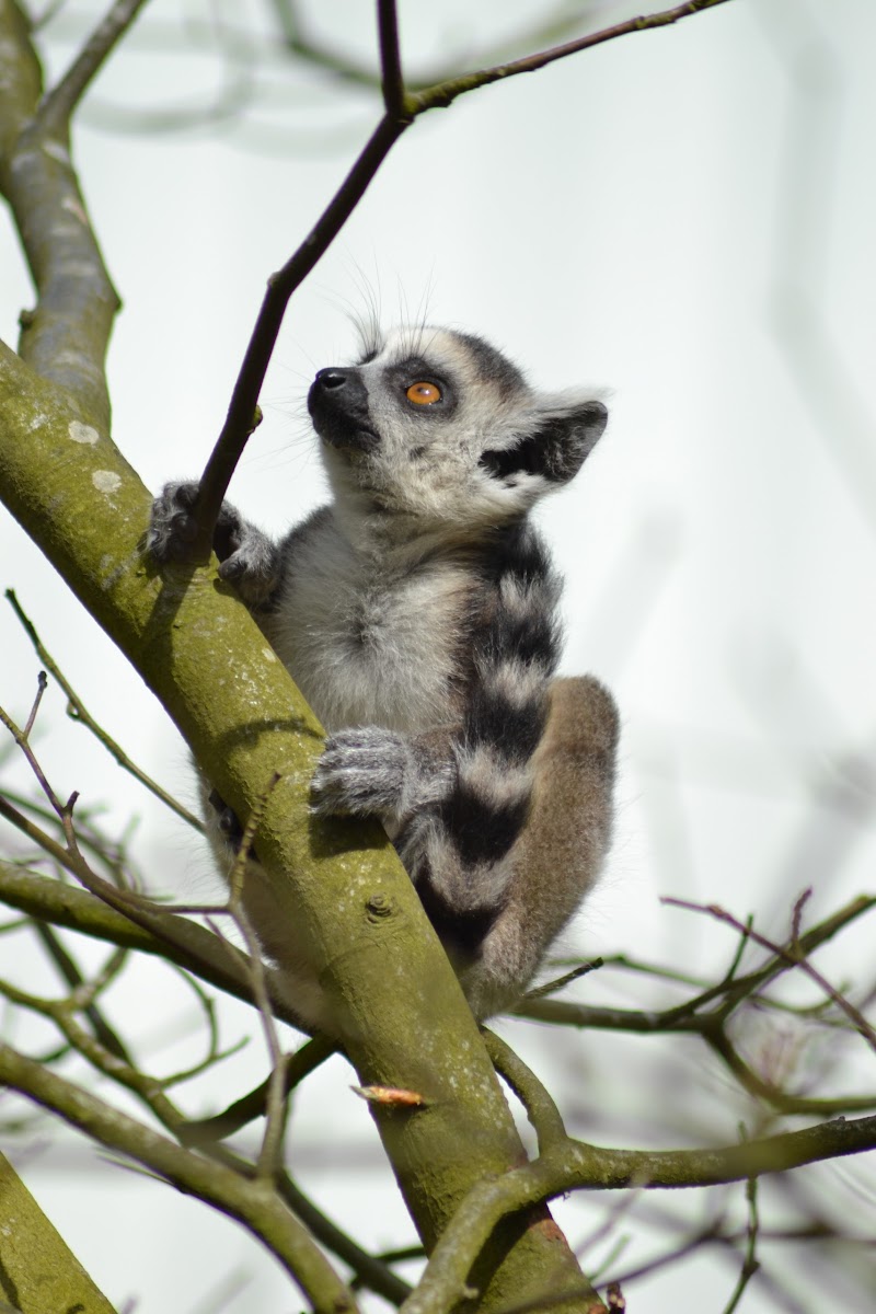Baby Ring-tailed lemur