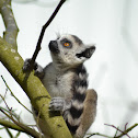 Baby Ring-tailed lemur