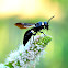 White and Black Wasp