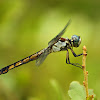 Great Blue Skimmer Dragonfly (female)