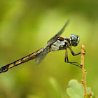 Great Blue Skimmer Dragonfly (female)