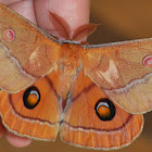 Helena gum moth
