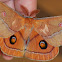 Helena gum moth