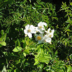 Multifloral rose
