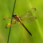 Golden-winged Skimmer Dragonfly