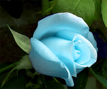 How to download Blue Rose Live Wallpaper lastet apk for bluestacks