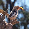 southern yellow-billed hornbill