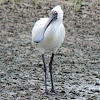 Royal Spoonbill