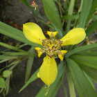 trimezia - yellow walking iris