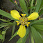 trimezia - yellow walking iris