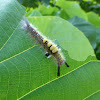 The Brown Tussock moth caterpillar