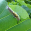 The Brown Tussock moth caterpillar