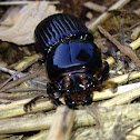 Patent Leather Beetle