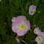 Pink Evening Primrose