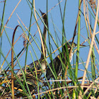 Anhinga and Green Heron