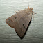 Common Oak Moth