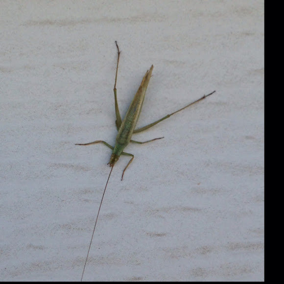 Common Conehead Katydid Project Noah