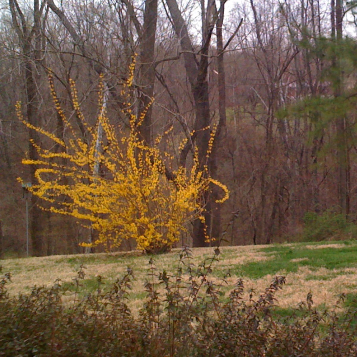 Forsythia