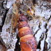 Five-spotted Hawkmoth naked Pupae