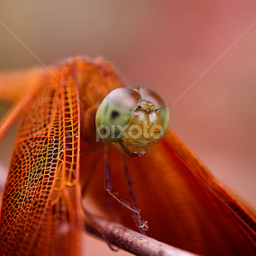 The Resting Dragon by Percy Photography - Novices Only Macro