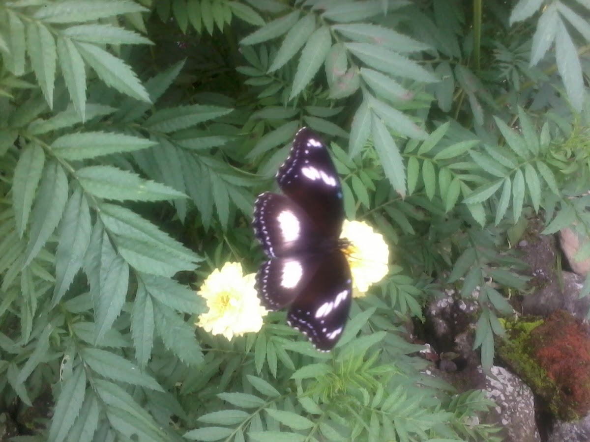 male-common eggfly