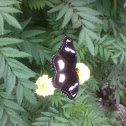 male-common eggfly