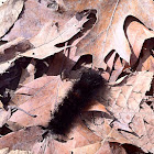 Giant Leopard Moth Caterpillar