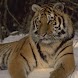 Animals iSlider slide puzzle
