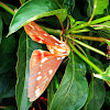 Royal Walnut Moth