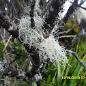 Beard Lichen
