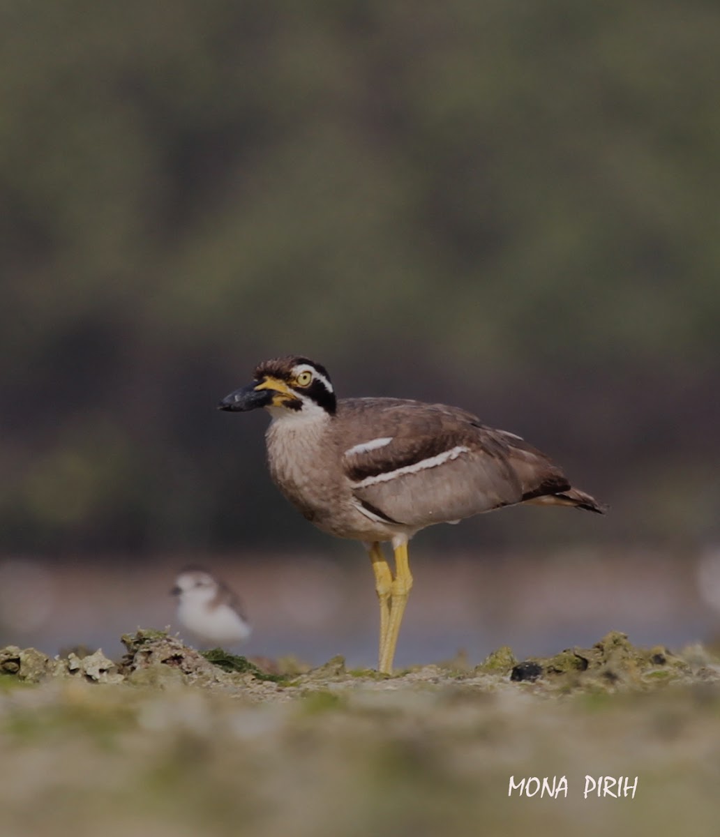 Beach Thick Knee