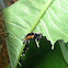 Milkweed tussock moth caterpillar