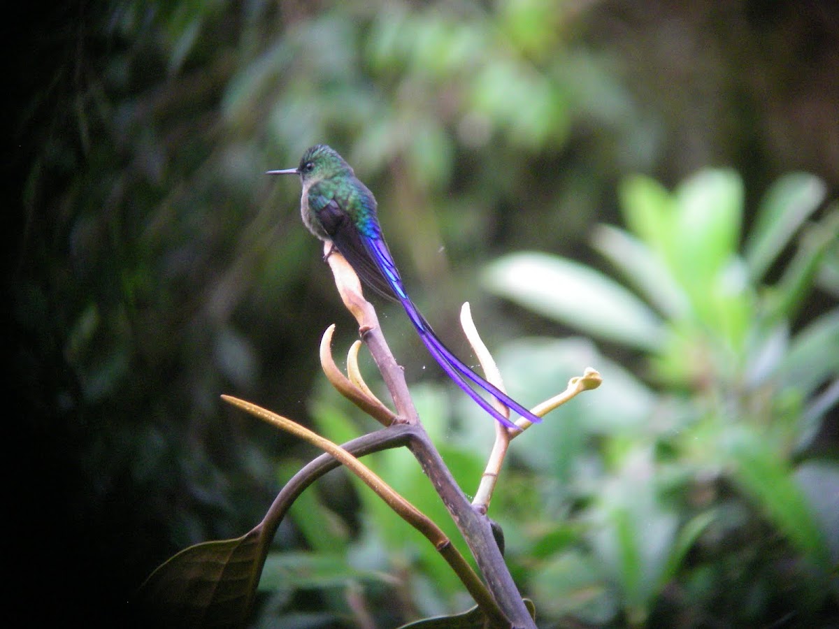 Violet-tailed Sylph