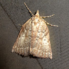 Bell shaped moth