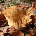 Hongo Coral / Coral Fungus