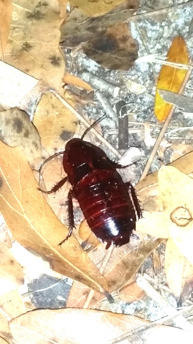 Florida Woods Cockroach
