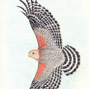 Red-shouldered Hawk by Terry Sohl - Drawing All Drawing