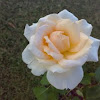 Pascali Rose ( गुलाब )