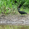 green ibis