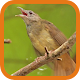 Grey-cheeked Bulbul APK