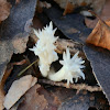 Crested Coral Fungus