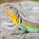 Eastern collared lizard (male - breeding colors)