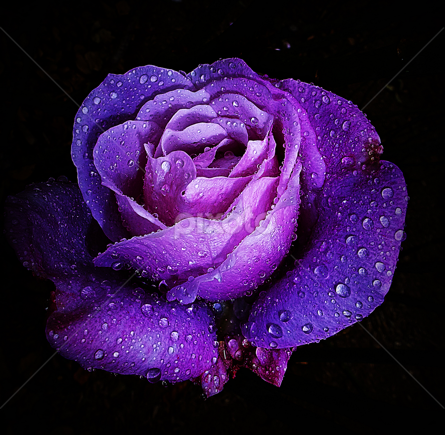 Purple Rose | Single Flower | Flowers | Pixoto