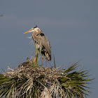 Great Blue Heron and baby