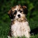 3D lovely dog 6