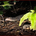 Varanus spp. (Monitor Lizard) Palawan Island, Philippines